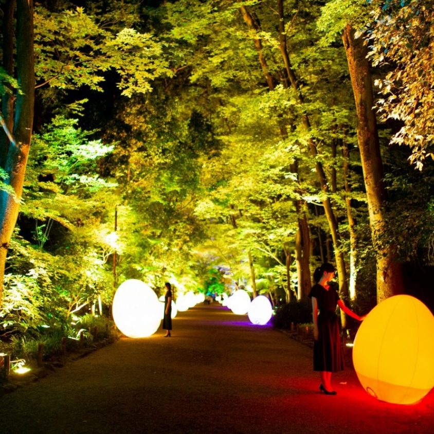 El bosque digitalizado del Santuario Shimogamo 3